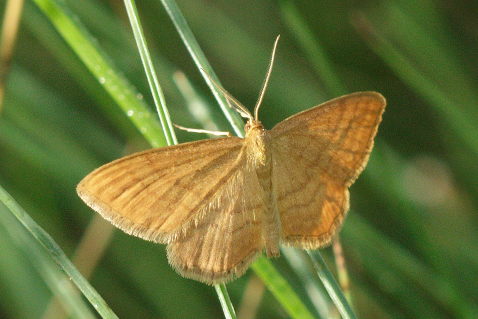 Idaea ochrata - okkerszínű sávosaraszoló