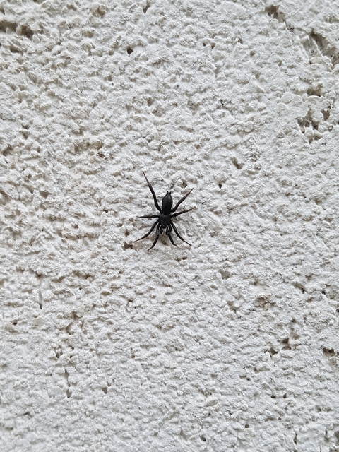 Zelotes/Civizelotes