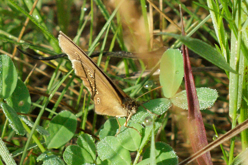 Aphantopus hyperanthus - közönséges ökörszemlepke