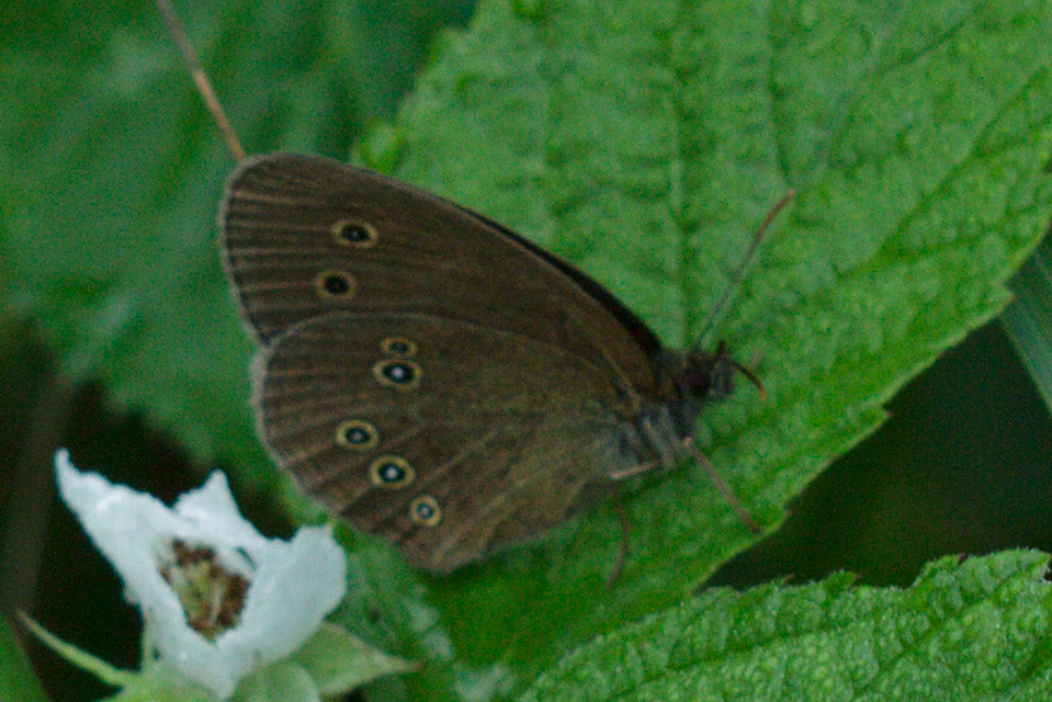 Aphantopus hyperanthus - közönséges ökörszemlepke