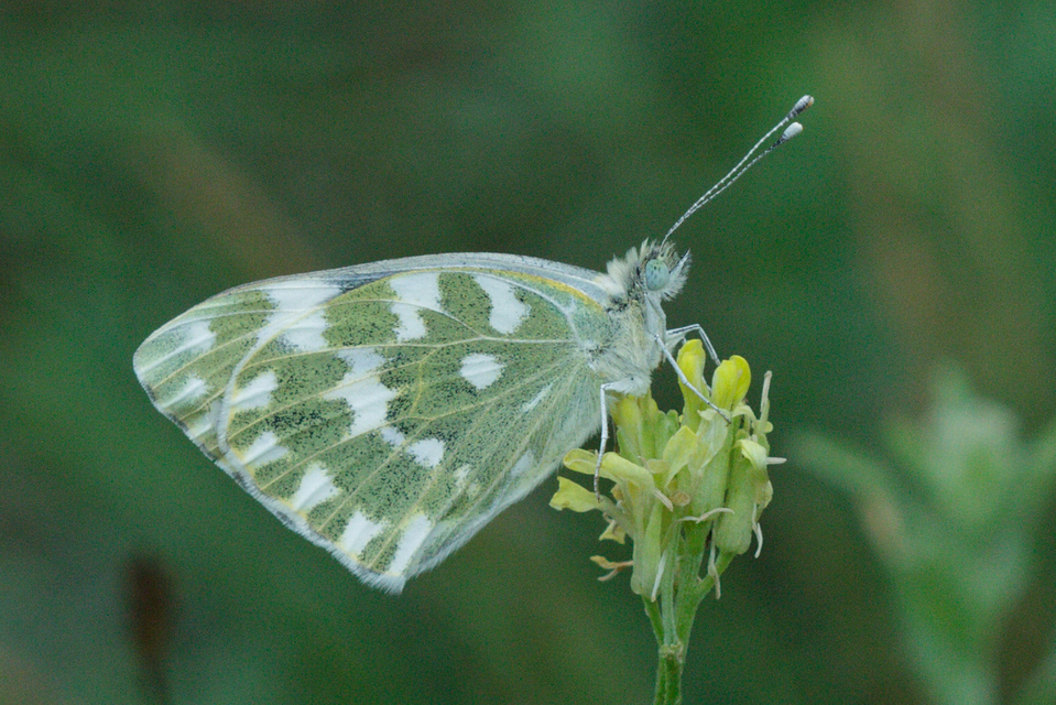 Pontia edusa - rezedalepke