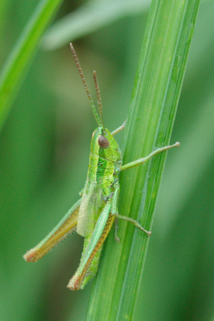 Euthystira brachyptera - smaragdzöld sáska