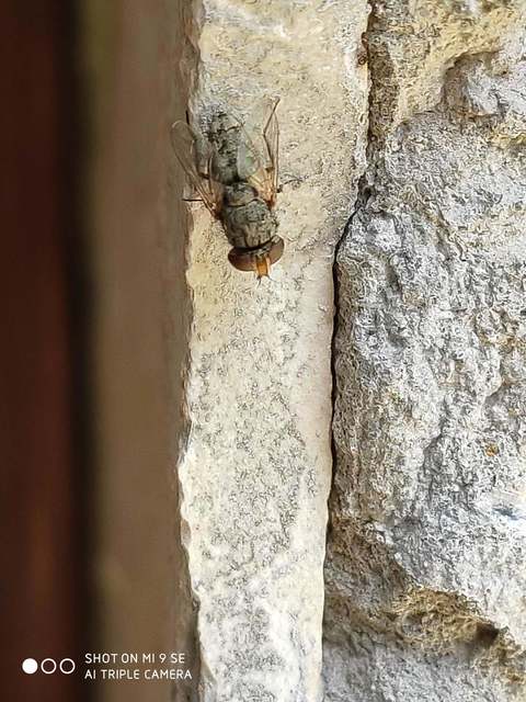 Sarcophagidae - húslégyfélék