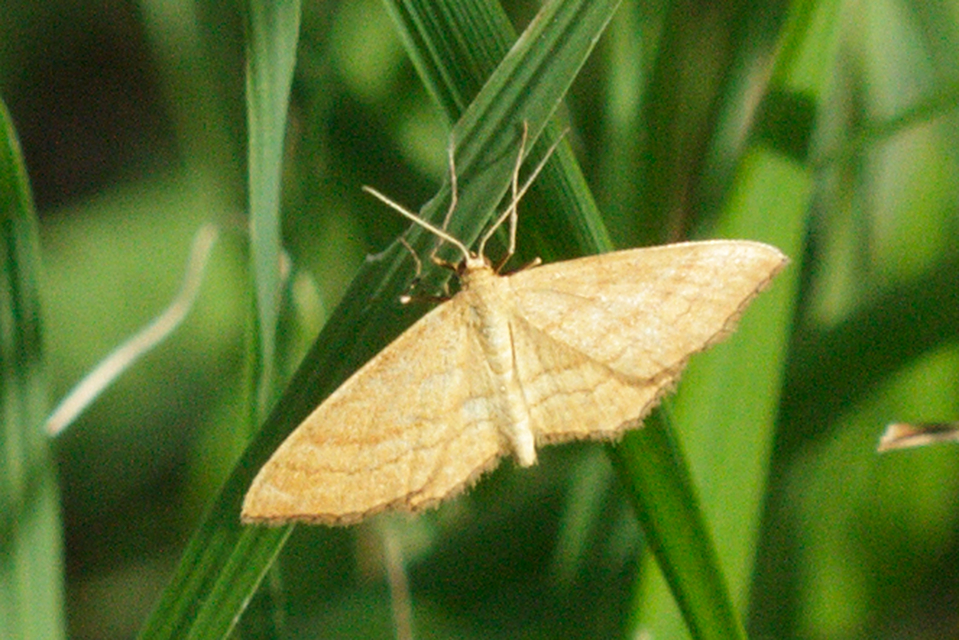 Idaea ochrata - okkerszínű sávosaraszoló