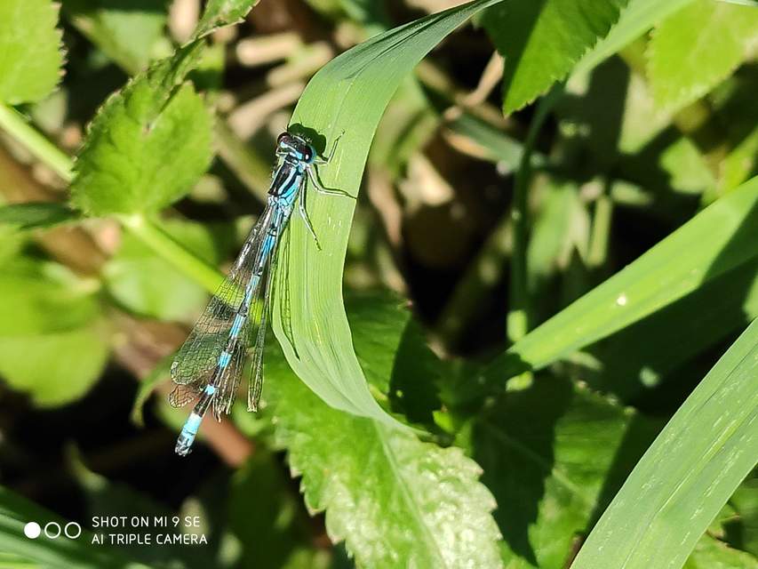 Coenagrion ornatum - díszes légivadász