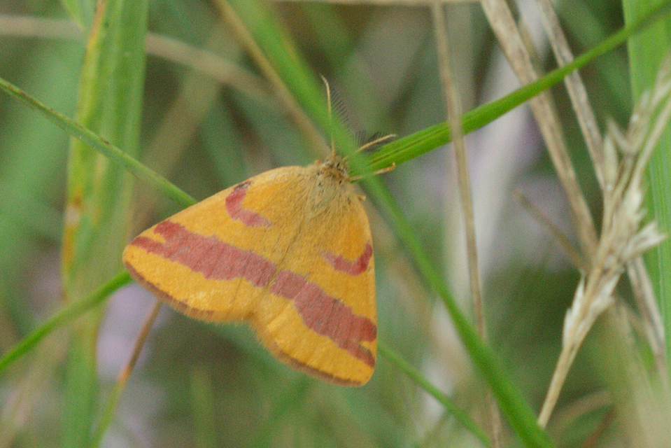 Lythria cruentaria - bíborcsíkos araszoló