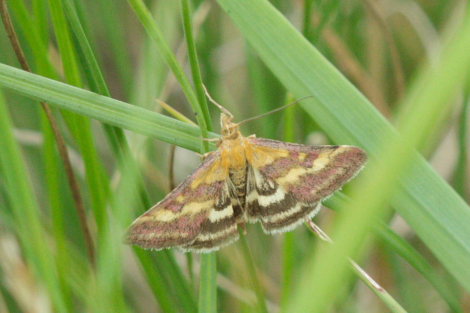 Pyrausta ostrinalis - ritka bíbormoly