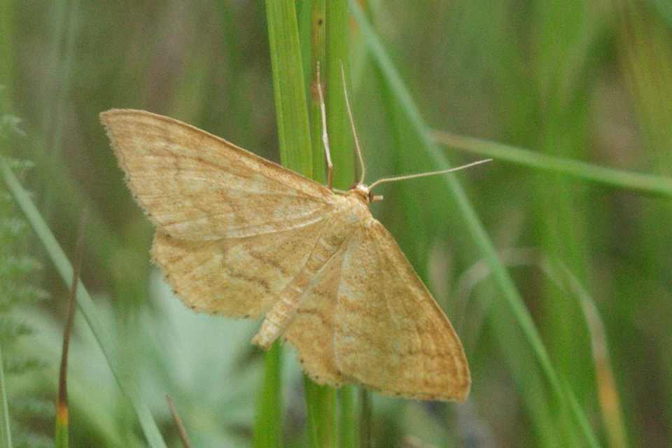 Idaea ochrata - okkerszínű sávosaraszoló