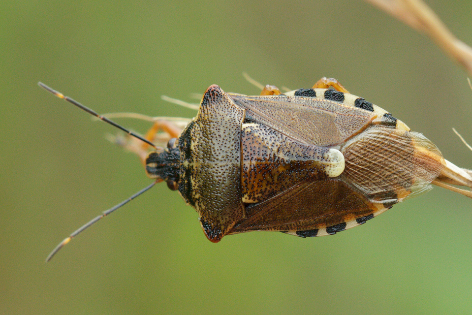 Pinthaeus sanguinipes Pinthaeus sanguinipes