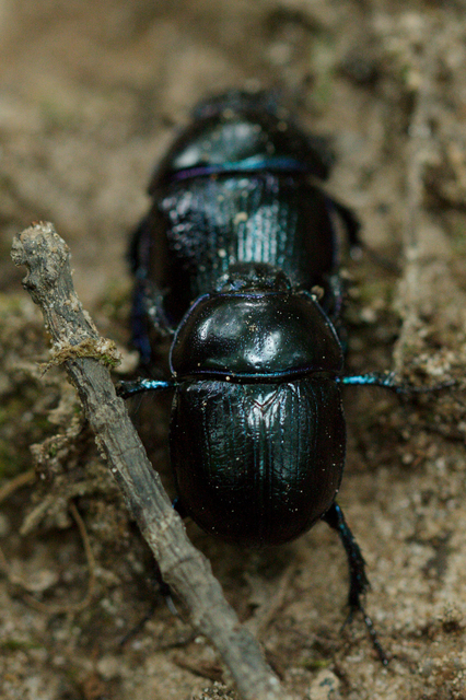 Anoplotrupes stercorosus - erdei álganéjtúró