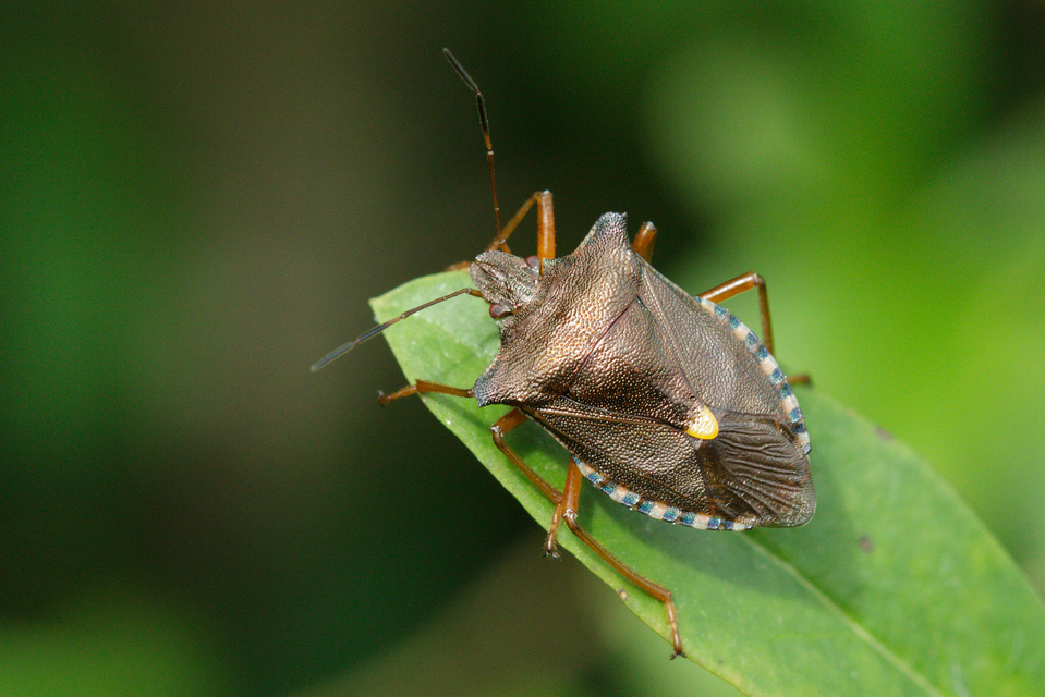 Pentatoma rufipes - vöröslábú címerespoloska Pentatoma rufipes - vöröslábú címerespoloska