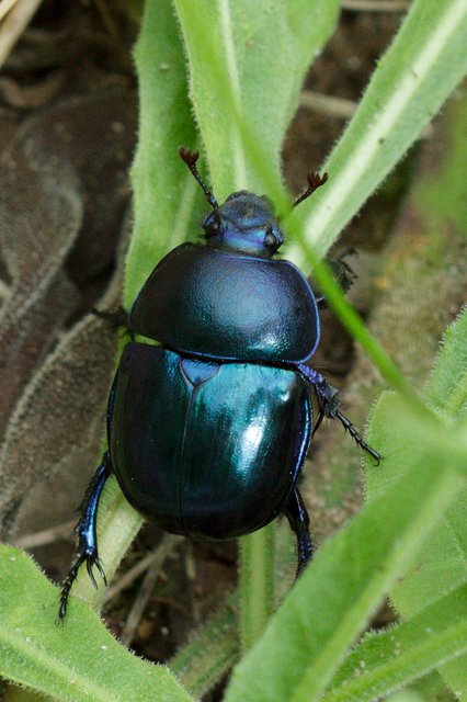 Trypocopris vernalis - tavaszi álganéjtúró