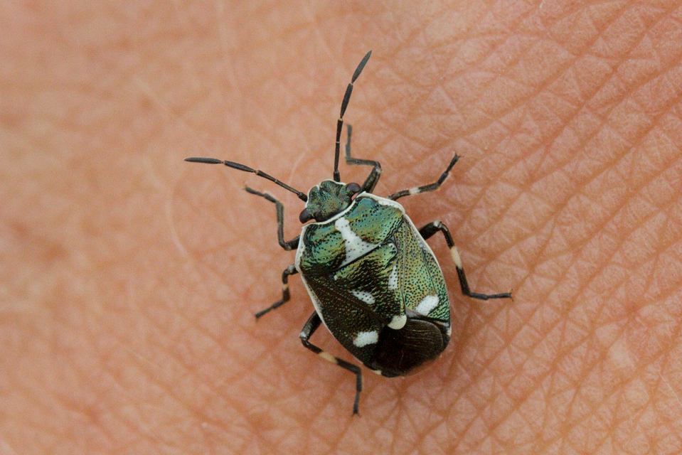 Eurydema oleracea - paréjpoloska Eurydema oleracea - paréjpoloska