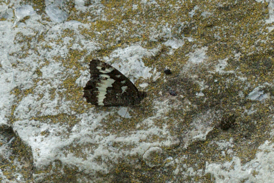Brintesia circe - fehéröves szemeslepke