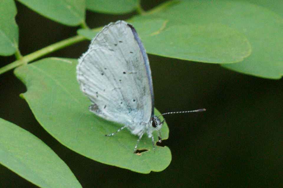 Celastrina argiolus - bengeboglárka