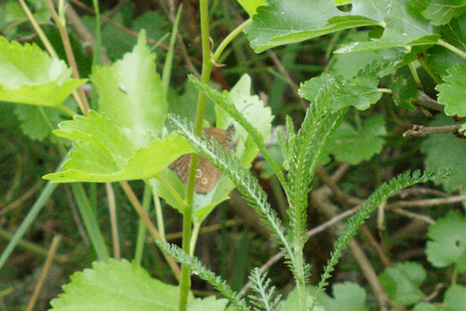 Aphantopus hyperanthus - közönséges ökörszemlepke