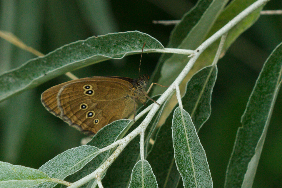 Aphantopus hyperanthus - közönséges ökörszemlepke