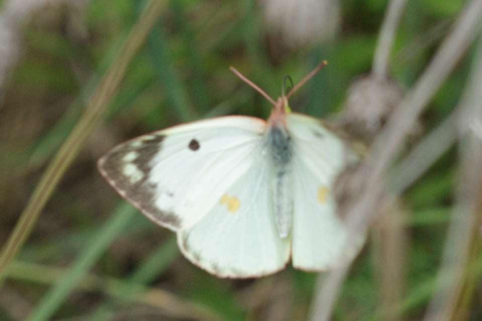 Colias alfacariensis - déli kéneslepke