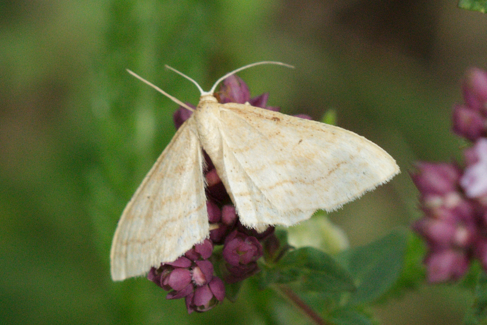 Idaea rufaria - vörhenyes sávosaraszoló