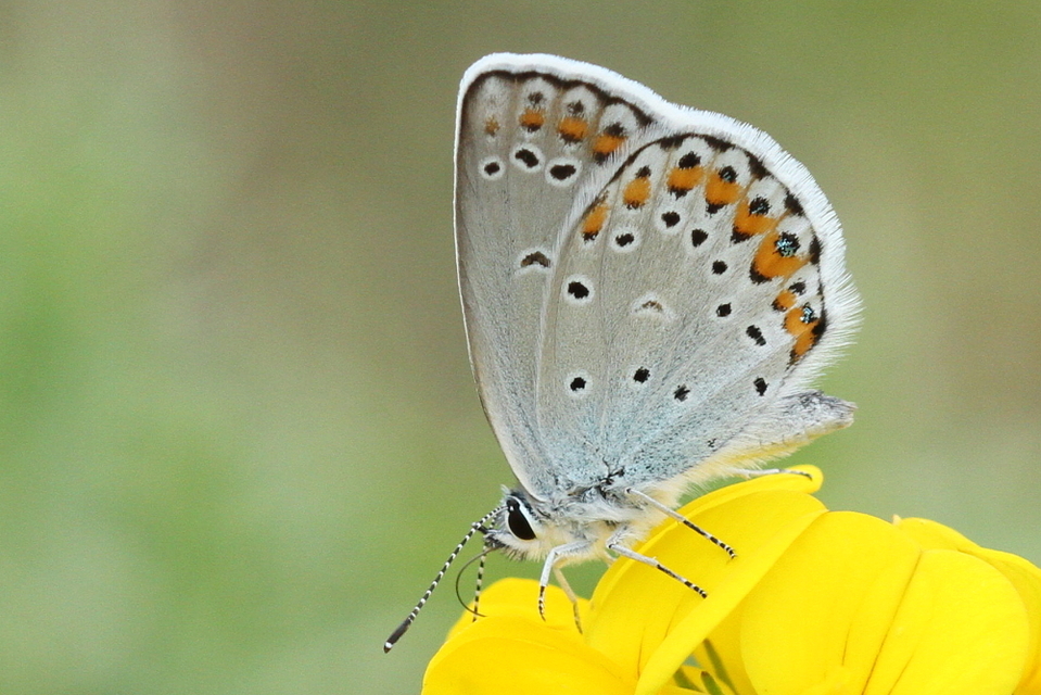 Plebejus idas - északi boglárka