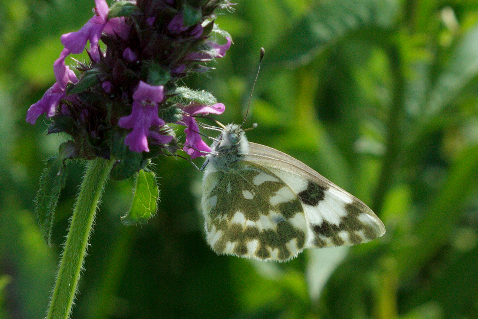Pontia edusa - rezedalepke