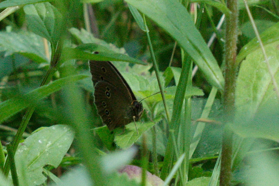 Aphantopus hyperanthus - közönséges ökörszemlepke