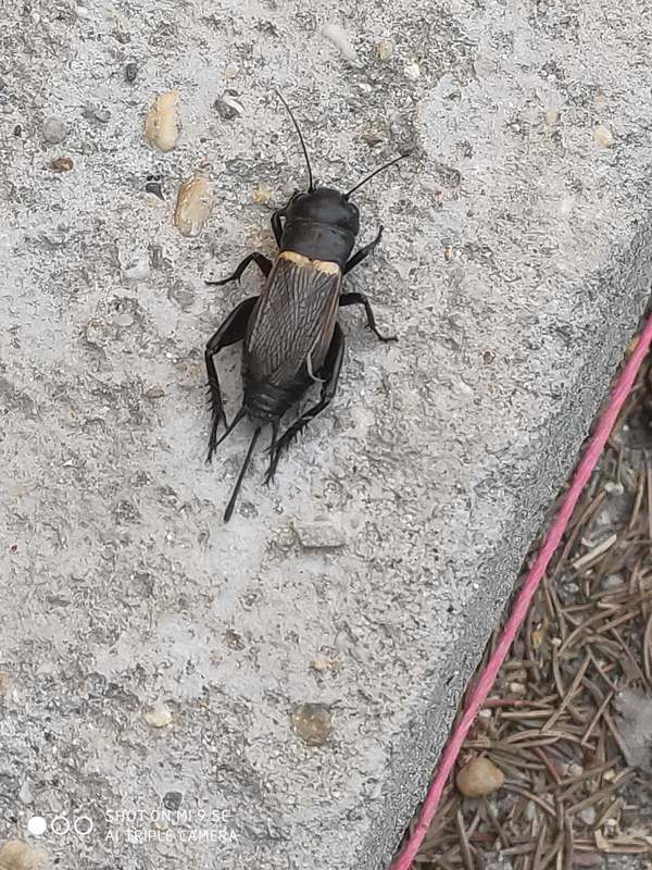 Gryllus campestris - mezei tücsök