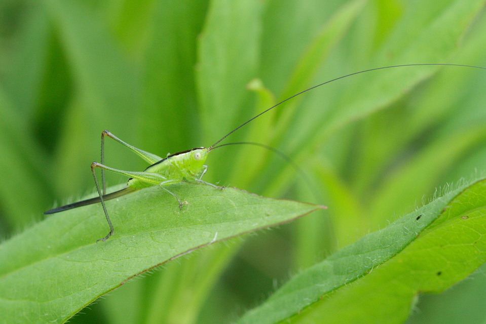 Conocephalus fuscus - kis kúpfejűszöcske