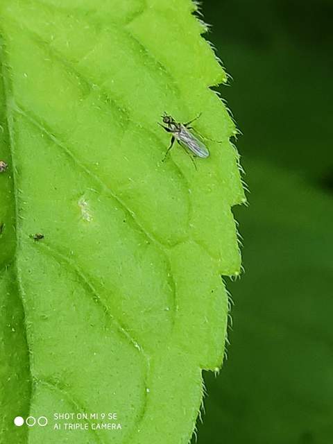 Hybotidae