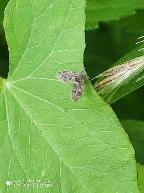 Psychodidae - lepkeszúnyogok