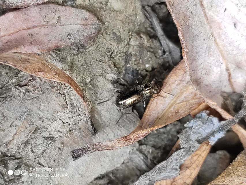 Notiophilus rufipes - vöröslábú szemesfutó