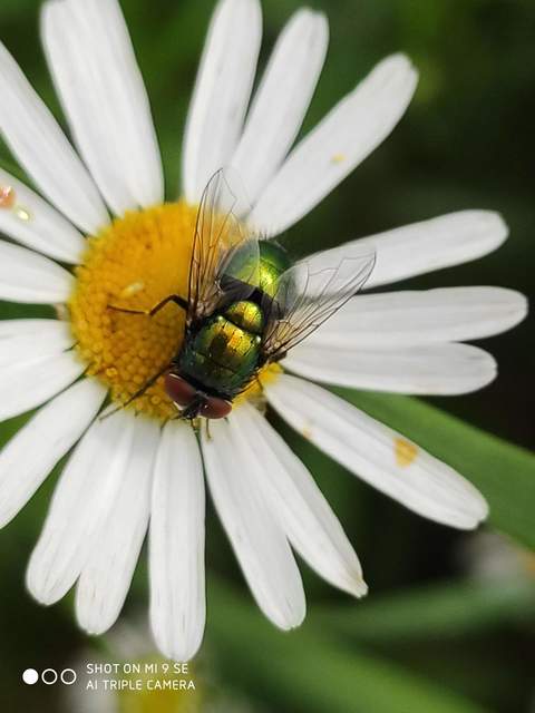 Lucilia sericata - selymes döglégy
