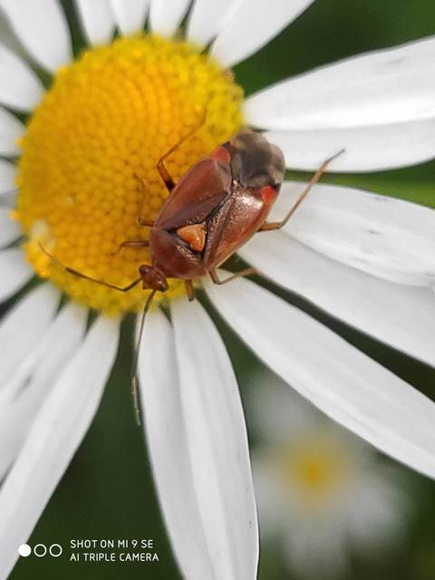 Deraeocoris ruber - vöröses mezeipoloska