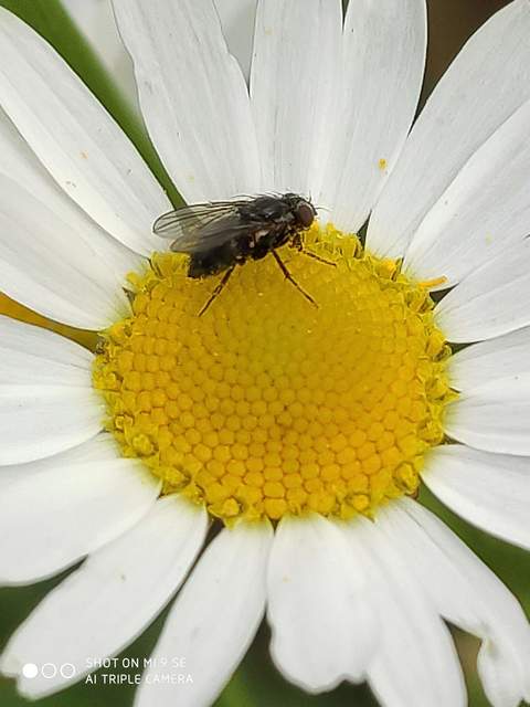 Angioneura