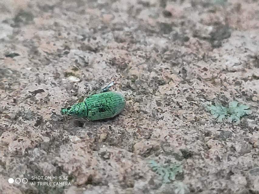 Polydrusus formosus - selymes lombormányos
