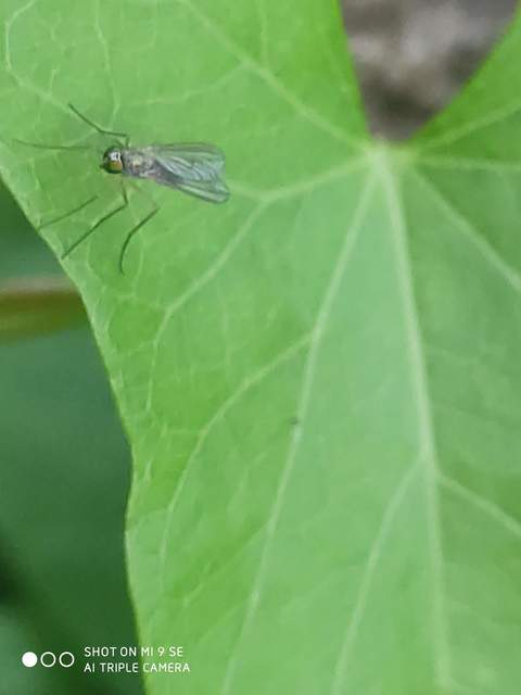 Sciapus