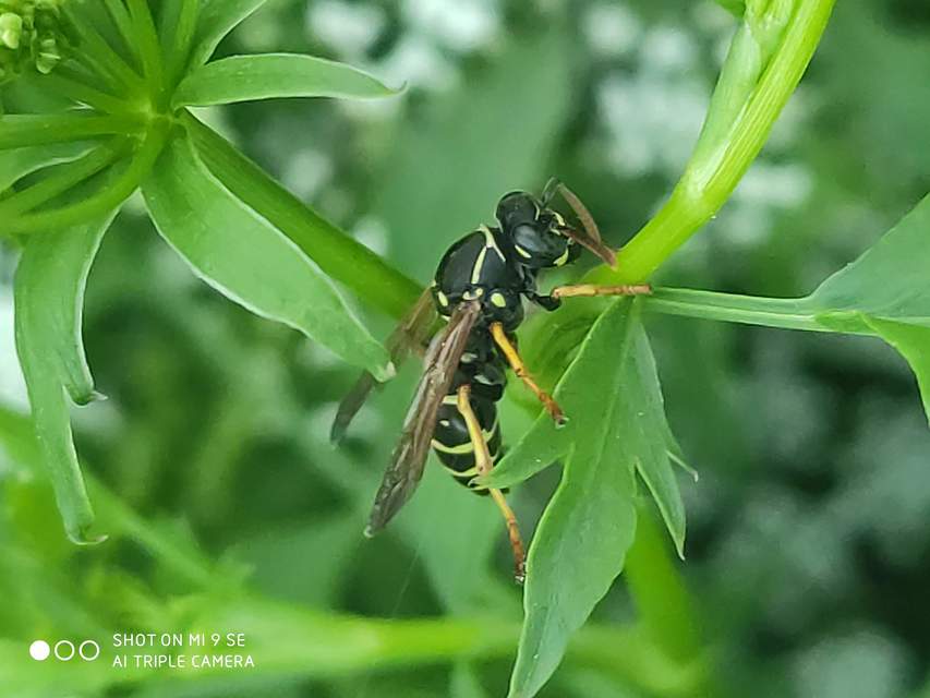 Polistes nimpha - padlásdarázs