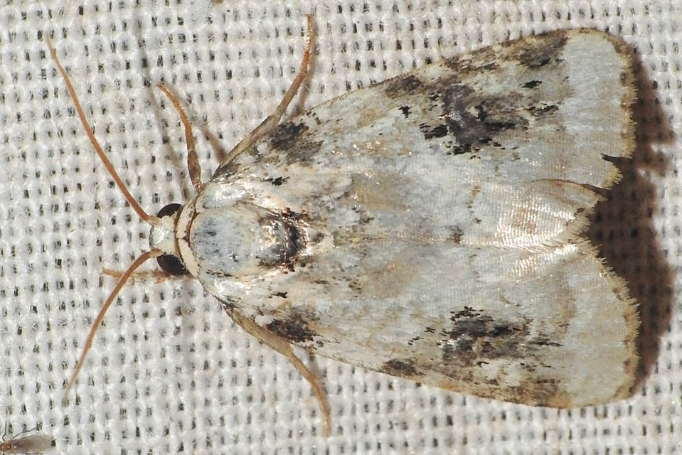 Pseudeustrotia candidula - fehéres apróbagoly
