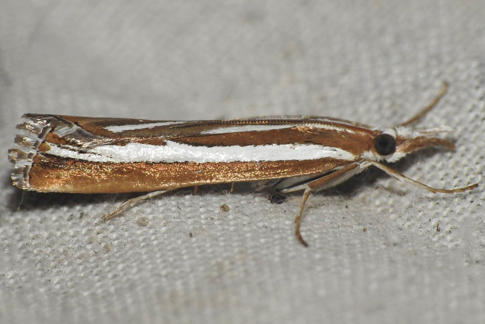 Catoptria fulgidella - villámmintás fűgyökérmoly