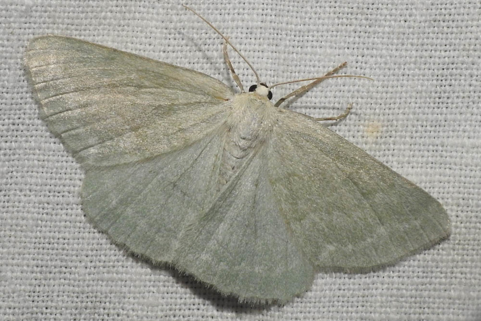Pseudoterpna pruinata - hamvas zöldaraszoló