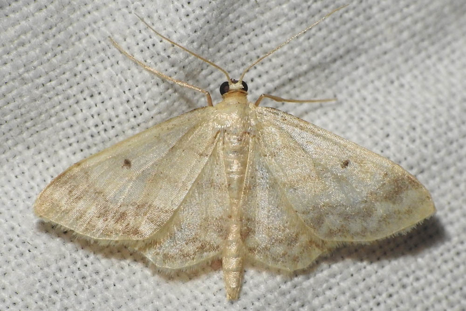 Idaea biselata - mocsári sávosaraszoló