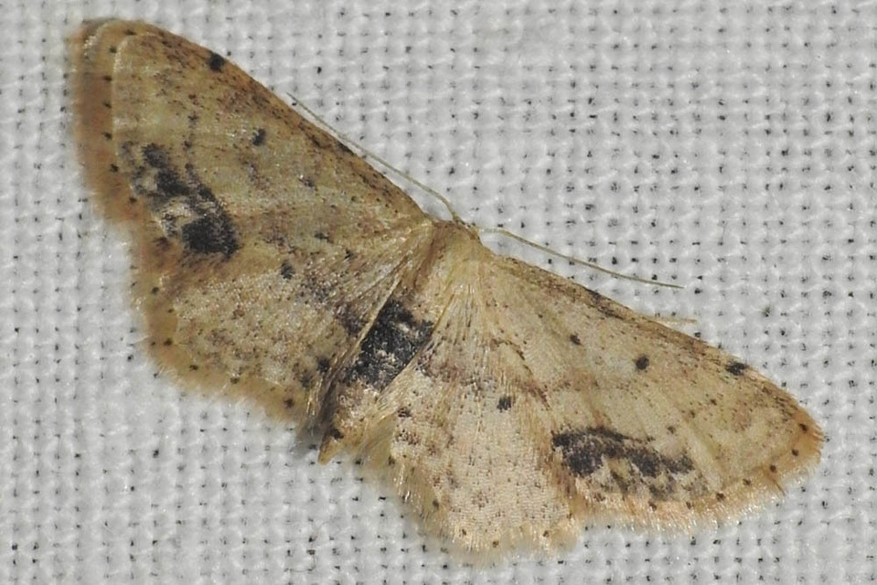Idaea dimidiata - gyakori apróaraszoló