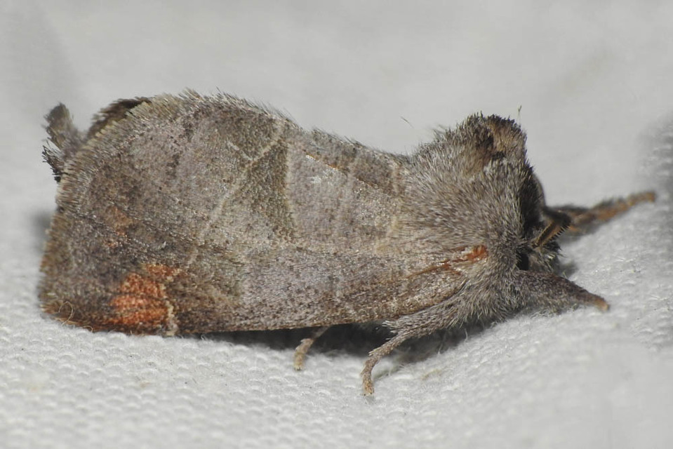 Clostera pigra - apró levélszövő