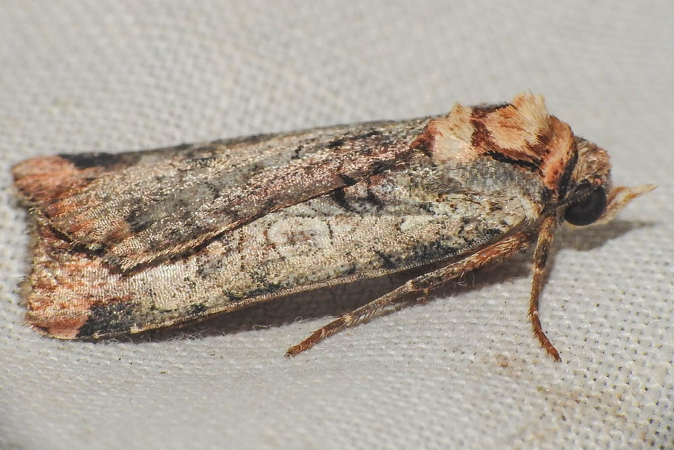 Epilecta linogrisea - karcsú sárgafűbagoly