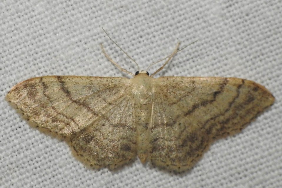 Idaea deversaria - egyszínű sávosaraszoló