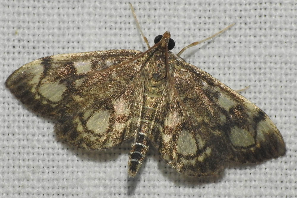 Anania coronata - koronás dudvamoly
