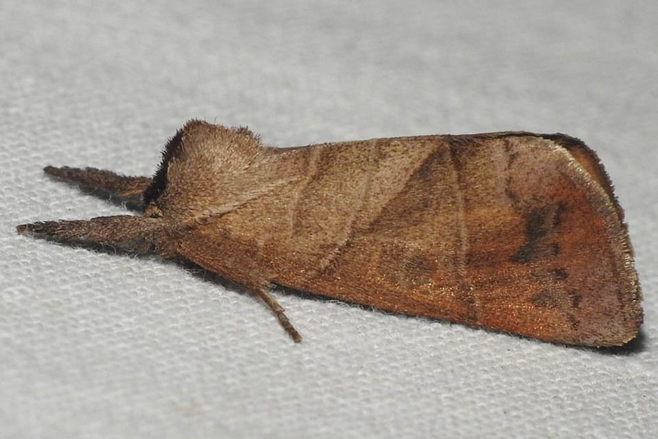 Clostera anastomosis - barna levélszövő