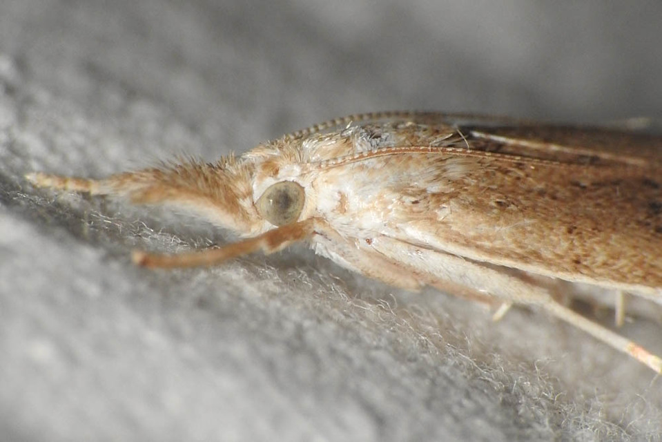 Calamotropha paludella - barna nádlevélmoly