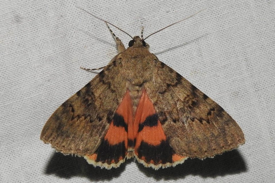 Catocala puerpera - nyárfa-övesbagoly