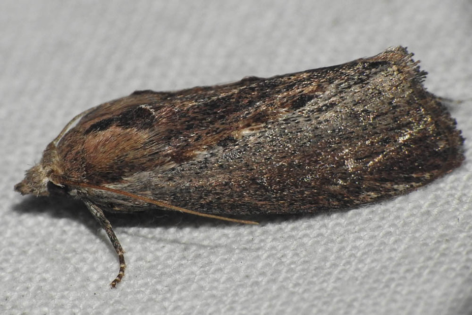 Galleria mellonella - nagy viaszmoly